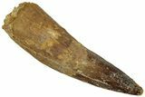 Fossil Spinosaurus Tooth - Real Dinosaur Tooth #319016-1